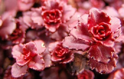 Sedum Seeds Dragon Blood Ground Cover Succulent Seed 500 Seeds