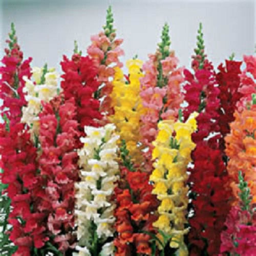 50 Seeds Snapdragon Liberty Classic Mix