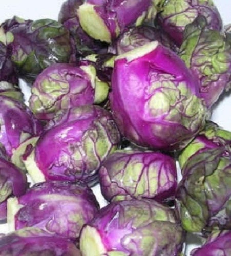 50 Heirloom Purple Red Brussel Sprout Seeds Garden Seed