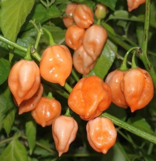 50 Seeds Peach Habanero Pepper Seeds