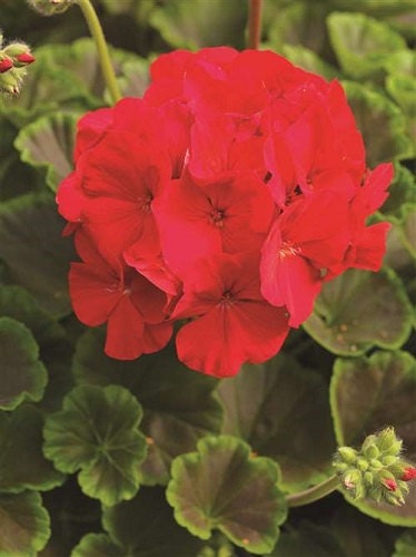 geranium seeds red 15 Seeds Geranium Apache Red Geranium Seeds