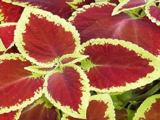 50 Coleus Seeds Jazz Scarlet