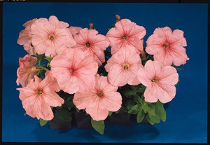 50 Flower Seeds Super Cascade Salmon Pelleted Petunia Seeds