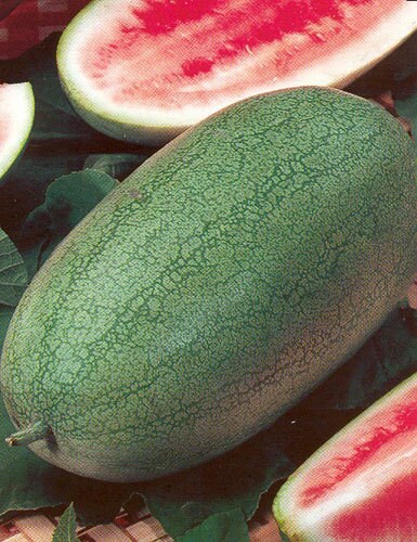 100 Charleston Grey Watermelon Seeds