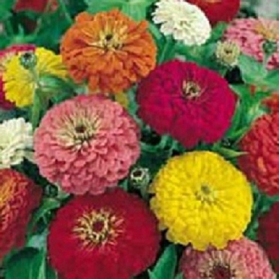 250 Zinnia Seeds California Giant Mix Flower Seeds