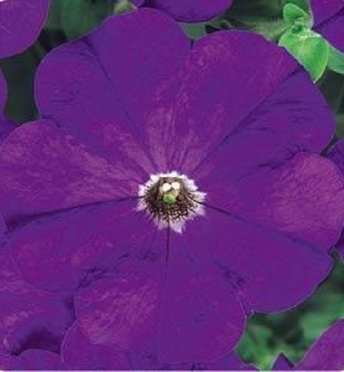 50 Seeds Pelleted Petunia Carpet True Blue