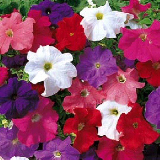 50 Pelleted Seeds Logro Mix Petunia Seeds