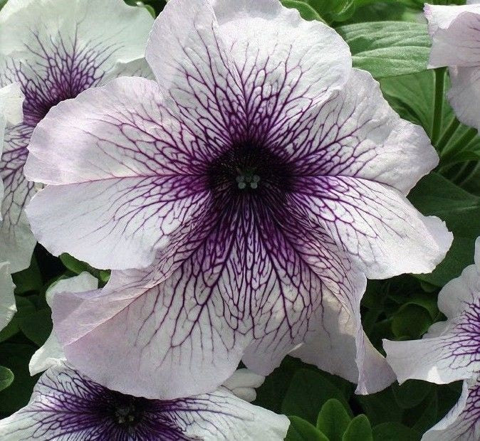 50 Pelleted Prism Blackberry Sundae Petunia Seeds