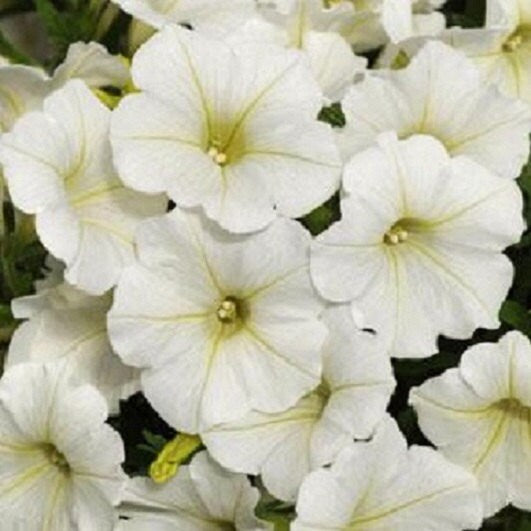 25 Pelleted Petunia Seeds Shock Wave Coconut