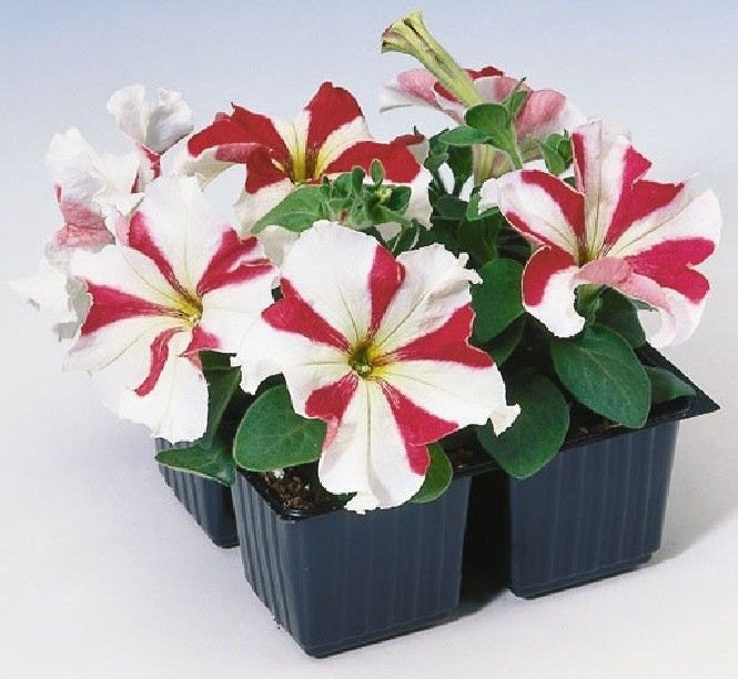 50 pelleted petunia seeds Tango Red Star flower seeds