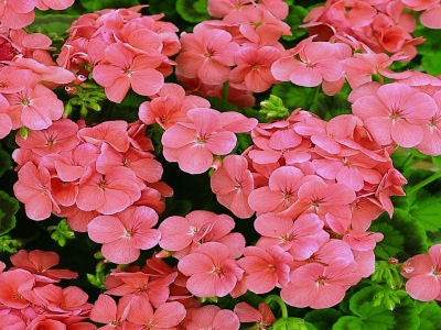 coral geranium seeds Geranium Film Coated MultiBloom Salmon Multi Bloom 15 Geranium Seeds