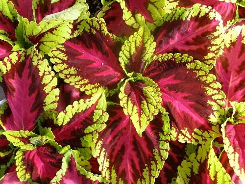 15 Pelleted Seeds Coleus Kong Rose Giant Coleus Seeds