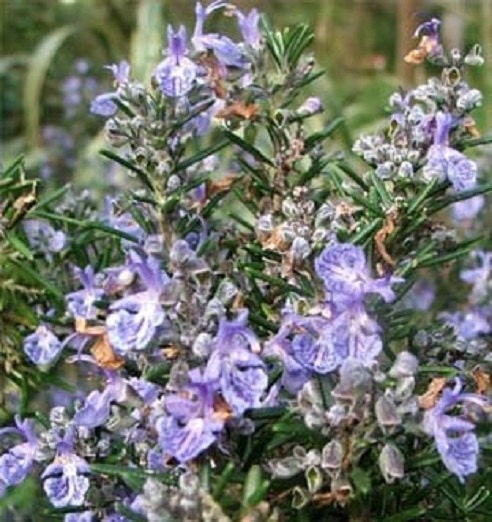 Perennial Seeds 100 Rosemary Seeds Herb Seeds