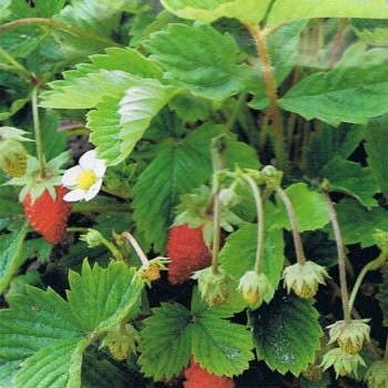wild strawberry seed 250 Seeds Wild Strawberry Baron Strawberry Seeds – trailingpetunia.com