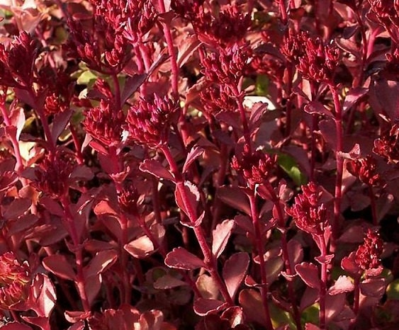 voodoo succulent 50 Pelleted Sedum Seeds Voodoo Seeds Succulent Seed – trailingpetunia.com