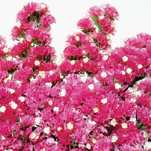 100 Statice Seeds Fortress Rose Flower Seeds