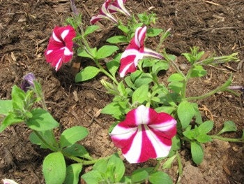 Trailing Petunia Seeds Easy Wave Burgundy Star 15 thru 100 Bulk Pelleted Petunia Seeds