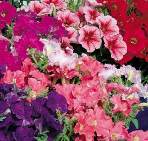 MPB#5 Pelleted Petunia Seeds Fantasy Mix 50 Petunia Seeds