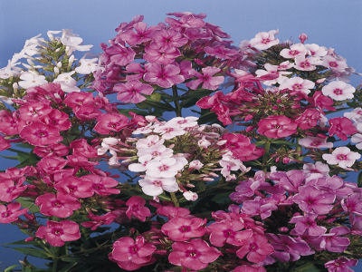 50 Seeds Phlox New Hybrids Mix Seeds FLOWER SEEDS