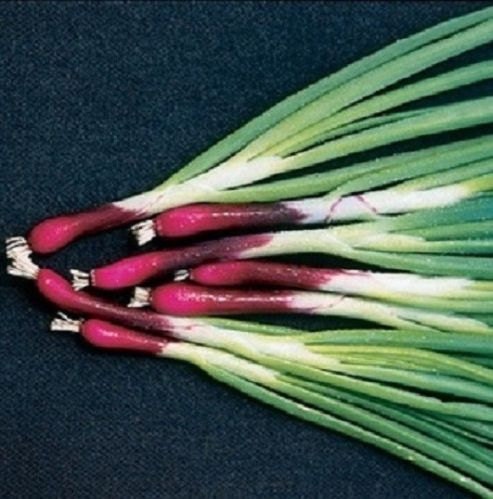 250 Onion Seeds Bunching Deep Purple Onion Seeds