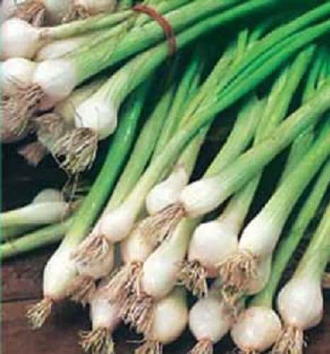 500 Onion Seeds White Lisbon Onion Bunching Onion