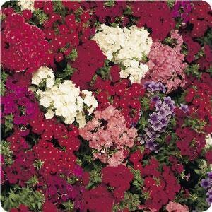 50 Seeds Phlox Ethnie Mix FLOWER SEEDS