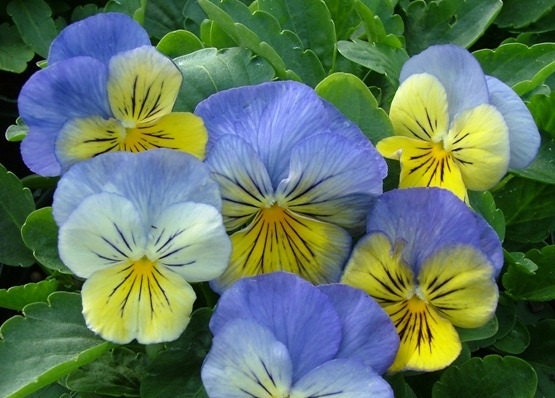 50 Flower Seeds Ultima Morpho Pansy Seeds