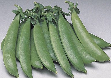 100 Sugar Sprint Snap Pea Seeds Garden Seeds