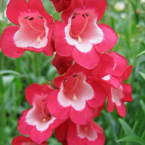 zone 8 flower seeds 250 Seeds Penstemon Hartwegii Scarlet Flower Seeds Perennial