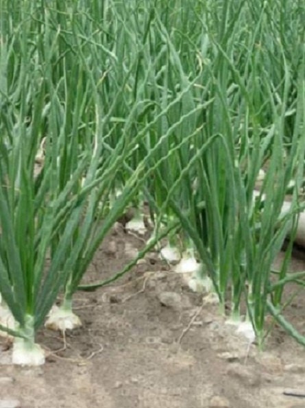 500 Walla Walla Onion Seeds Big Onion Great Garden Seeds