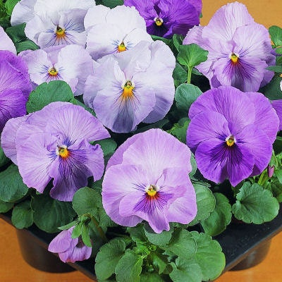 50 Pansy Seeds Character Clear Lavender FLOWER SEEDS
