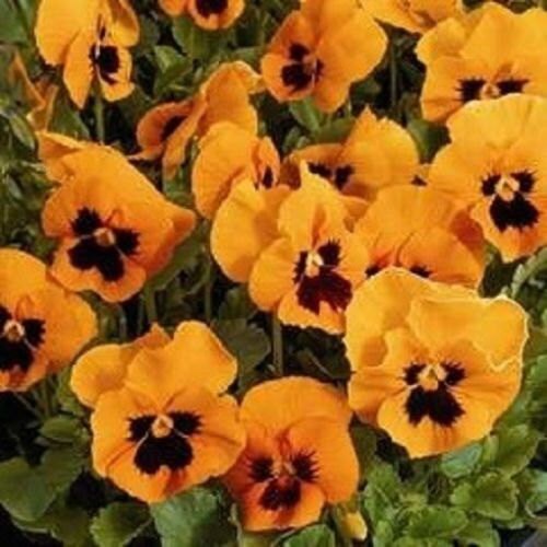 50 Pansy Seeds Swiss Giant Flame Viola Seeds
