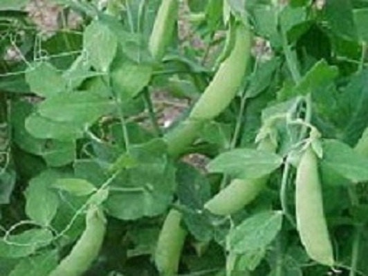 100 Pea Seeds Little Marvel Pea Garden Seeds