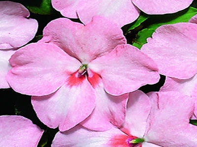 50 Impatiens Seeds Cascade Beauty Blush Seeds (trailing)