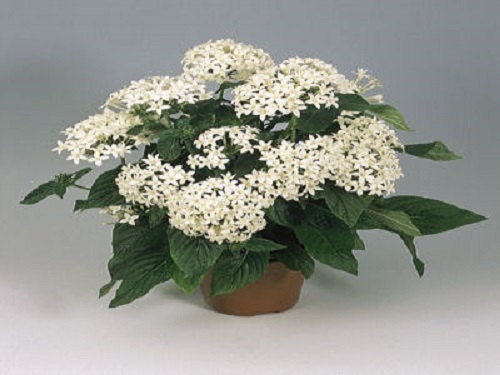 25 Pelleted Seeds Pentas Graffiti White Pentas Seeds