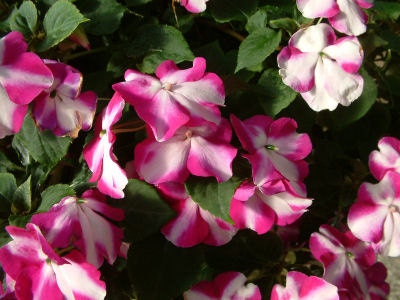 50 Impatiens Seeds Cascade Beauty Violet Star (trailing) FLOWER SEEDS