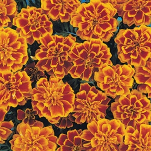 50 Bonaza Flame French Marigold Seeds