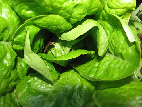 3,000 Buttercrunch Lettuce Seeds Butter Crunch Seed