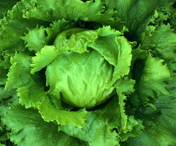 5,000 Lettuce Seeds Iceberg Lettuce Seeds