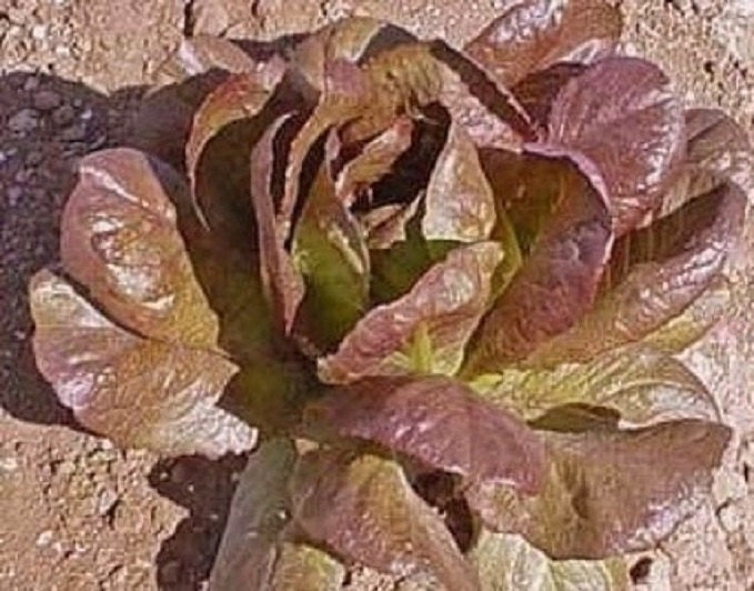 3,000 Lettuce Seeds Romaine Cimmarron
