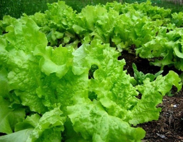 5,000 Seeds Simpson Black Seeded Lettuce Seeds
