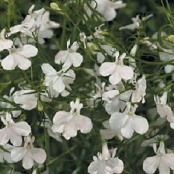 planting lobelia seeds 50 Lobelia Seeds Palace Seeds | Plant Nursery