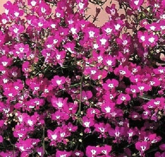 50 Multi Pelleted Lobelia Seeds Regatta Rose Seeds Trailing Lobelia