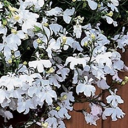 50 Multi Pelleted Lobelia Seeds Regatta White Seeds Trailing Lobelia