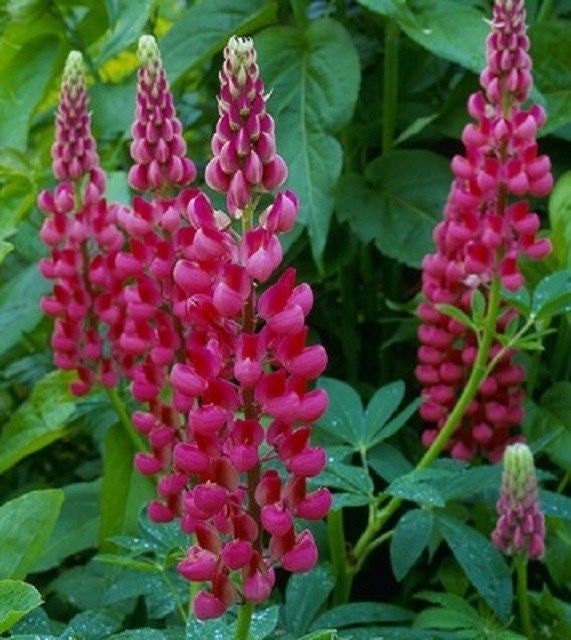 50 Lupine Seeds Russell The Pages Seeds