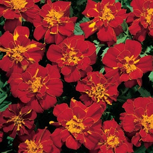 red marigold flower seed Marigold Plant Seeds Durango Red for Colorful Gardens – trailingpetunia.com