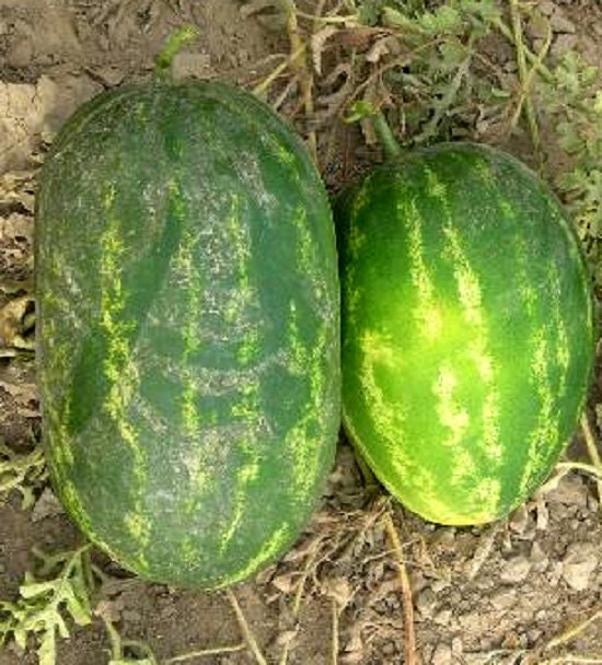 100 Seeds Watermelon CalSweet Melon Seeds Cal sweet
