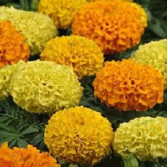 marigold seeds for sale Mix African Marigold Seeds | Seeds for Sale