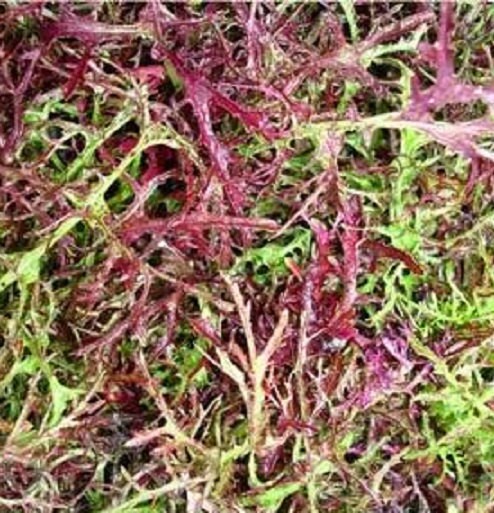500 Seeds Mustard Mizuna Red Streaks Garden Seeds