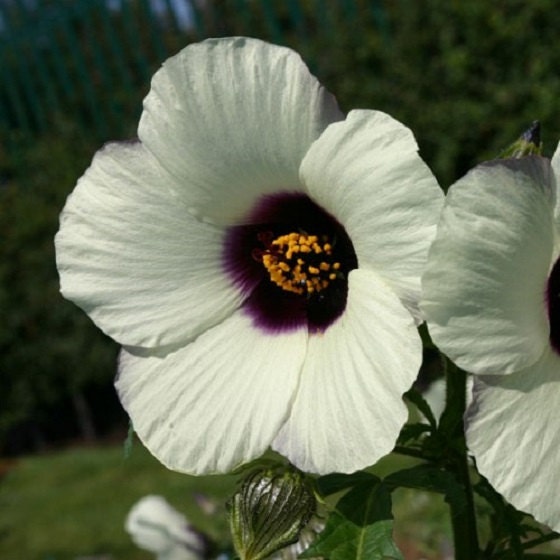 50 Hibiscus Seeds Amethyst (Perennial Seeds)